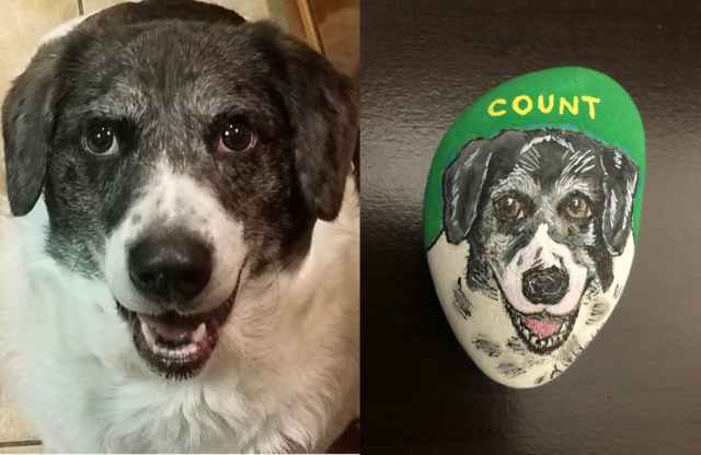 Australian Shepherd, Beagle, Blue Heeler mix dog portrait on rock