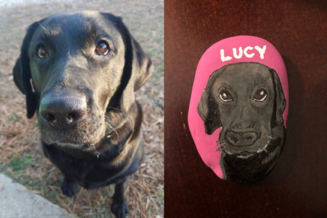 Lucy the American Black Lab portrait on rock