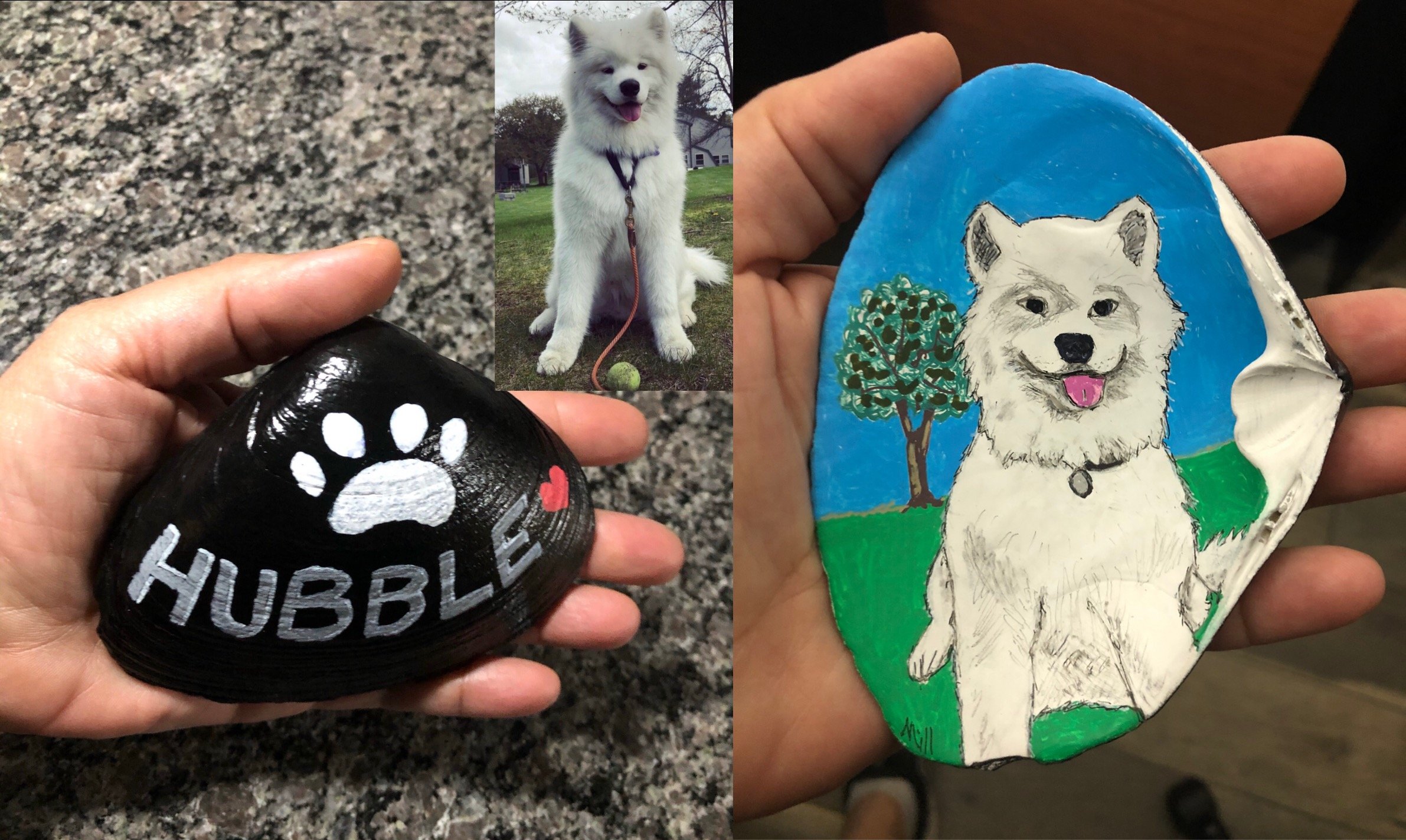 Hubble the Samoyed dog portrait on a seashell