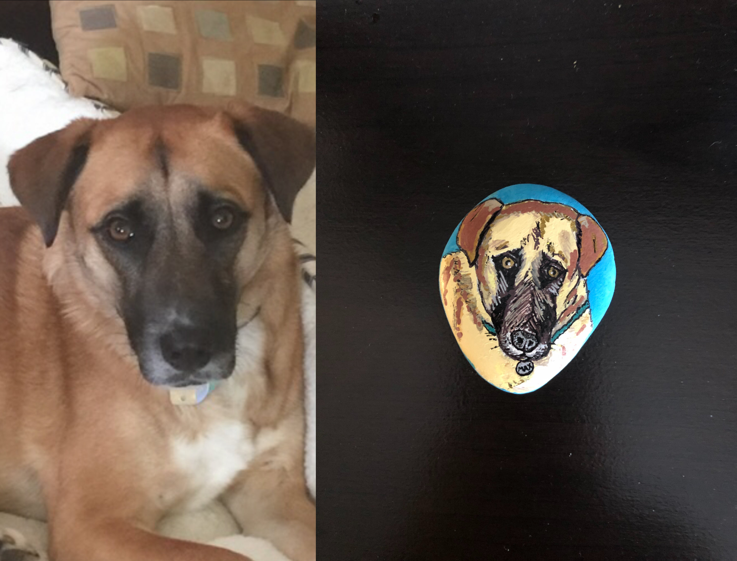 Max the Blackmouth Cur dog portrait on a rock