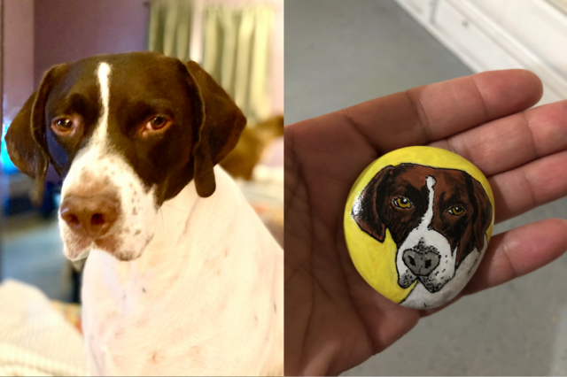 Brando the Short Haired Pointer on a rock