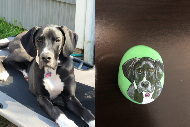 Luna the Great Dane dog portrait